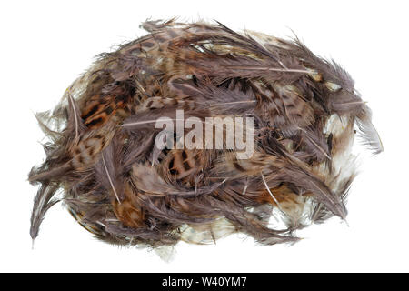 Haufen der Weiche kleine Wachtel Vogel beschmutzt Federn liegt auf einem Tisch. Isolierte studio Makro Stockfoto