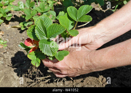 Ältere Frau Bauer Pflanzen junge Erdbeere Sprößlinge in den Boden. Sonnigen Sommer Juni Tag closeup Stockfoto