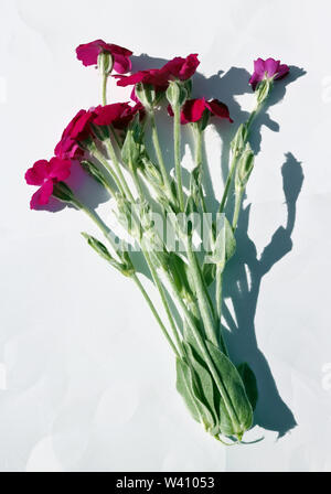Ein Bouquet von roten garden Gartennelke-blumen liegt auf weißem Papier. Harte Schatten aus Sonnenlicht. Stockfoto