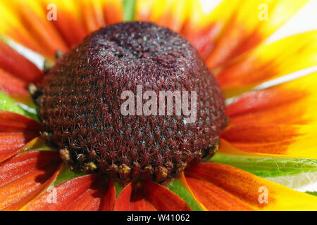 Innerhalb der gelben sunflowe Garden Flower super Makro. Harte Schatten aus Sonnenlicht. Stockfoto