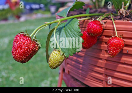 Reife rote Erdbeeren reifen auf einem vertikalen Kunststoff garten Bett. Rasen und das Dorf Hof im Hintergrund Stockfoto