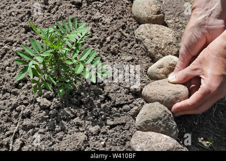 Sommer arbeitet in einem Garten Konzept. Die Frau - Bauer Pflege der Ringelblume Blumen sprießen. Hände eine kleine Granit Stein auf den Boden. Stockfoto