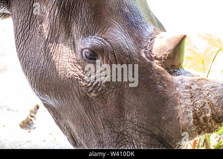 Portrait von niedlichen männliche Stier Rhino oder Nashorn. Das Konzept der Tiere im Zoo. Zoo Pattaya, Thailand Stockfoto