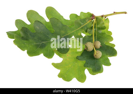 Strauß roter echten Wilden unreife Wald eiche Eicheln auf Zweige mit Flecken und Punkten. Auf weissem studio Makroaufnahme isoliert Stockfoto