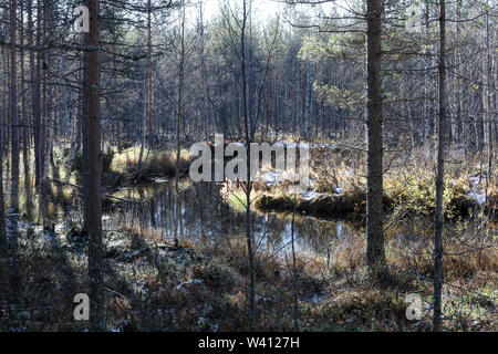 Wald Creek im Herbst mit wenig Schnee auf dem Boden in Lappland, Finnland Stockfoto