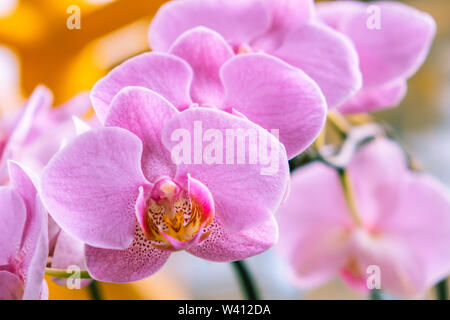 Extreme Nahaufnahme von schöne rosa Orchidee auf unscharfen Hintergrund Stockfoto
