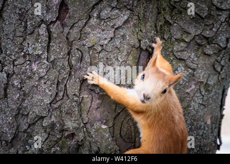 Extreme Nahaufnahme Portrait von Eurasischen Eichhörnchen auf einem Baum Stockfoto