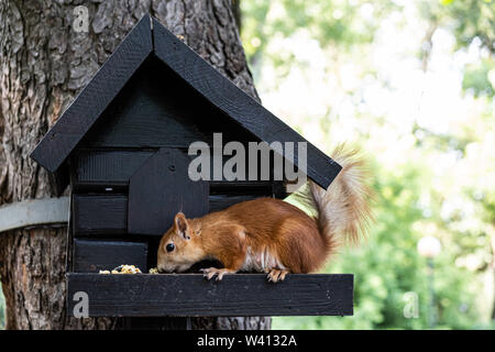 Eichhörnchen füttern in einem kleinen hölzernen Tree House Stockfoto