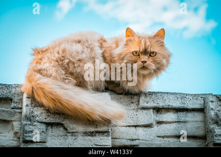 Portrait von Ginger cat liegen auf einem Stein Zaun gegen den blauen Himmel Stockfoto