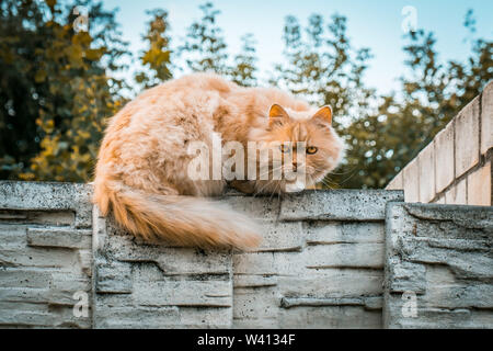 Ginger cat Portrait mit schweren auf unscharfen Hintergrund starren Stockfoto
