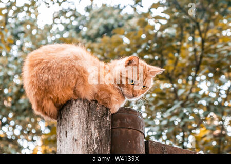 Traurig Ingwer Katze sitzt auf hölzernen Pfosten auf unscharfen Hintergrund Stockfoto