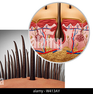 Haarfollikel Anatomie Diagramm Dermatologie medizinisches Konzept als menschliche Haare mit einer Welle, die sich aus der Kopfhaut als 3D-Darstellung. Stockfoto