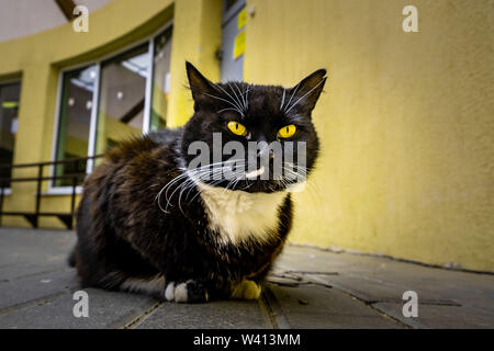 Schwarze Katze mit leuchtend gelben Augen liegen auf Pflaster gegen gelbe Wand Stockfoto