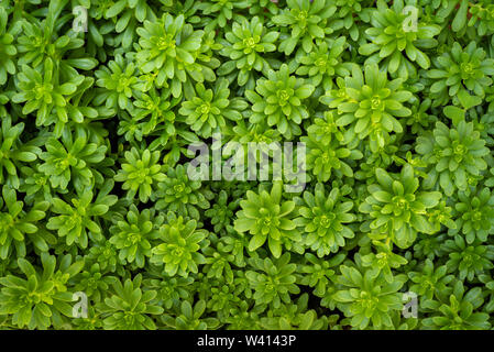 Sedum luteoviride, Blatt sukkulenten Blütenpflanzen in der Familie Crassulaceae Stockfoto