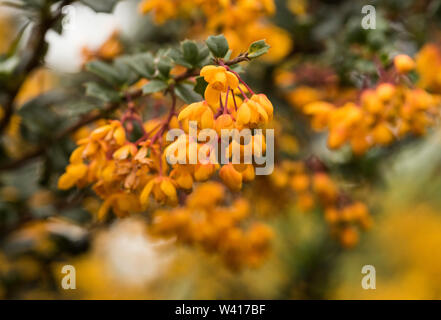 In der Nähe von Darwins Berberitze - Berberis darwinii, eine schöne immergrüne Vielzahl von Berberis mit Büscheln orange/gelb nickenden Blüten auf rote Stiele Stockfoto