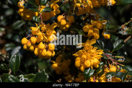 Darwins Berberitze - Berberis darwinii, eine schöne immergrüne Vielzahl von Berberis mit Büscheln orange/gelb nickenden Blüten auf roten Stielen. Stockfoto