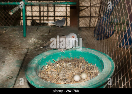 Nahaufnahme der gefleckte Taube im Nest mit zwei Eiern in einem Käfig, schöner Berg in einem Käfig Taube, pearl necked Dove. Stockfoto