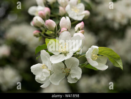 Nahaufnahme der Apfelblüte in der Frühlingssonne. Stockfoto