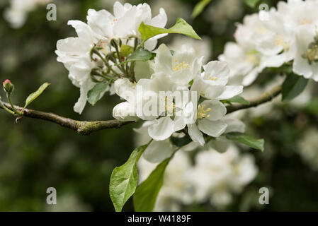 Nahaufnahme der Apfelblüte in der Frühlingssonne. Stockfoto