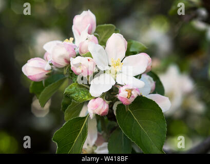 Nahaufnahme der Apfelblüte in der Frühlingssonne. Stockfoto