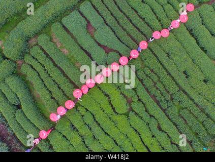 (190719) - Peking, 19. Juli 2019 (Xinhua) - luftaufnahme am 26. März 2016 zeigt einen Teegarten im Bajiang Township in Sanjiang Dong autonomen County, South China Guangxi Zhuang autonomen Region berücksichtigt. In Südchina befindet, Guangxi verfügt über hohe Waldanteil von über 62 Prozent und die verschiedenen Landschaftsformen einschließlich seiner malerischen Karstgebirge. In den letzten Jahren, nach dem Prinzip des Gebäudes ökologische Zivilisation, Guangxi Behörden Green Development in der landwirtschaftlichen Produktion und die Linderung der Armut unterstützen. Inzwischen haben die Behörden verschiedene Maßnahmen zur Verbesserung der ländlichen Envir Stockfoto