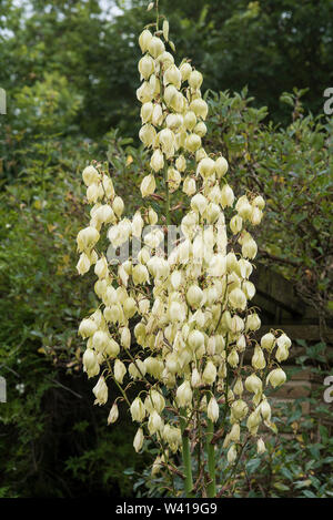 Weiße Laterne - geformte Blüten Yucca gloriosa. Stockfoto