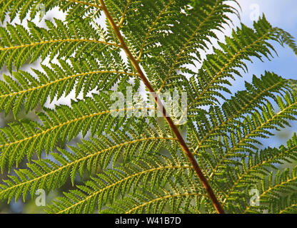 Close-up Detail von Wedel auf einem Baum farn Dickinsonia Antarktis in einem Londoner Garten vor einem blauen Himmel. Licht scheint durch, die Blattstruktur. Stockfoto