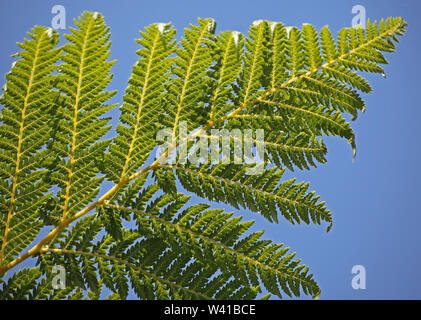 Close-up Detail von Wedel auf einem Baum farn Dickinsonia Antarktis in einem Londoner Garten vor einem blauen Himmel. Licht scheint durch, die Blattstruktur. Stockfoto