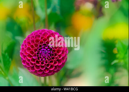 Nahaufnahme der blühenden Kugel lila fuchsia Dahlie in einem Garten. Pompon Dahlien in Lila fuchsia Farbe mit geringer Tiefenschärfe. Stockfoto