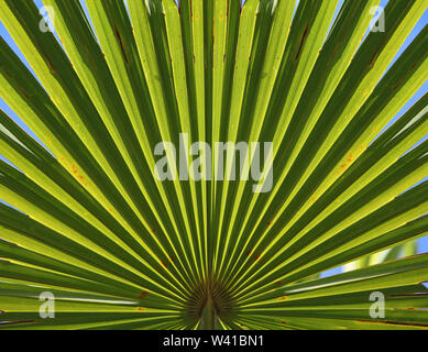 Close-up Detail eines Blattes auf einem Palm pflanze Trachycarpus Undulata in einem Londoner Garten vor einem blauen Himmel. Licht scheint durch, die Blattstruktur. Stockfoto