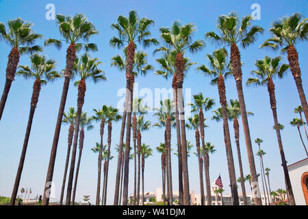 Palm plantation vor der Union Station, LA Stockfoto