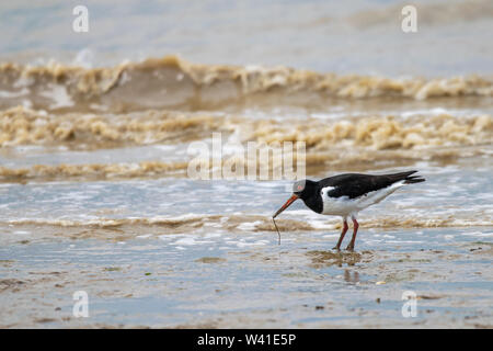 Gemeinsame Pied Austernfischer (Haematopus ostralegus) auf der Suche nach Essen bei Ebbe in der dengie Wattenmeer, Bradwell-on-Sea, Essex, Großbritannien Stockfoto