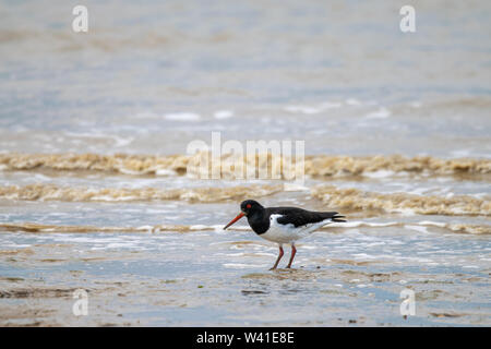 Gemeinsame Pied Austernfischer (Haematopus ostralegus) auf der Suche nach Essen bei Ebbe in der dengie Wattenmeer, Bradwell-on-Sea, Essex, Großbritannien Stockfoto
