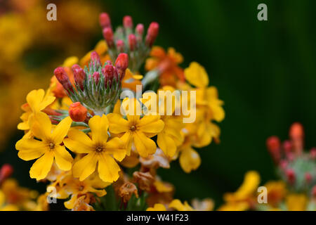 Nahaufnahme eines Kandelaber Primel (Primula bulleyana) in voller Blüte Stockfoto