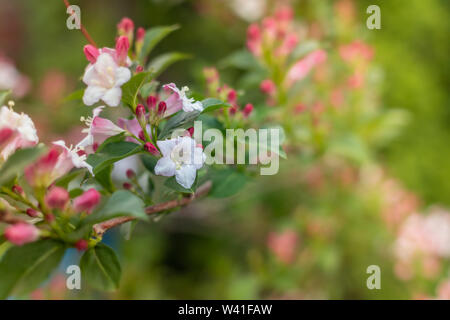 Mai im Garten. Polnisch in den Garten können. Frühlingsabend. Ein Busch, ein blühender Zweig. Rosa Blüten. Polen Masowien. Weigela. Stockfoto