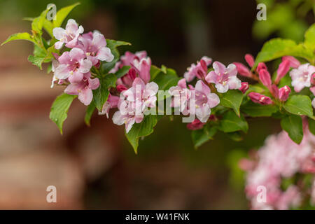 Mai im Garten. Polnisch in den Garten können. Frühlingsabend. Ein Busch, ein blühender Zweig. Rosa Blüten. Polen Masowien. Weigela. Stockfoto