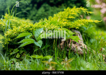 Mai im Garten. Polnisch in den Garten können. Frühlingsabend. Polen Masowien. Wilder Wein und Gras. Stockfoto