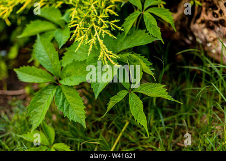 Mai im Garten. Polnisch in den Garten können. Frühlingsabend. Polen Masowien. Wilder Wein und Gras. Stockfoto