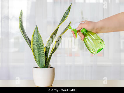 Blühende Topfpflanzen. Spritzen Blumen zu Hause. Grüne Scheibe. Sansevieria auf einem hellen Hintergrund. Home Reinigung. Hand der kaukasischen Mann. Stockfoto