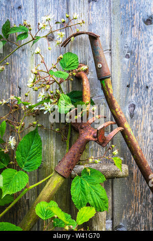 Alt und rostet Gartengeräte gegen einen hölzernen schiefen Schuppen, ist bewachsen von wilden Büschen und Blumen, Kilwinning, Ayrshire, Schottland, Großbritannien