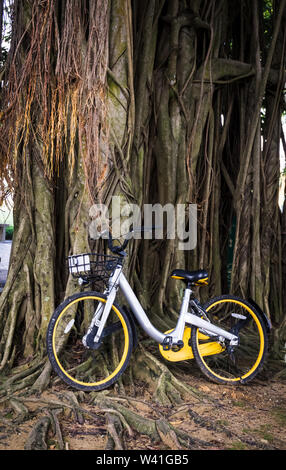Ein silbernes und gelbes Gemeinschaftsfahrrad, das zwischen den dichten, verworrenen Luftwurzeln eines massiven Banyanbaums geparkt ist. Stockfoto