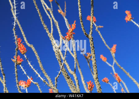 Fouquieria splendens, die gemeinhin als Ocotillo ist in der Sonora Wüste und Bären hell crimson Blumen im Frühling, Sommer und Herbst. Stockfoto
