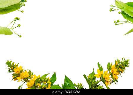 Rahmen auf weißem Hintergrund mit Blättern und Lindenblüten sowie Wildblumen Stockfoto