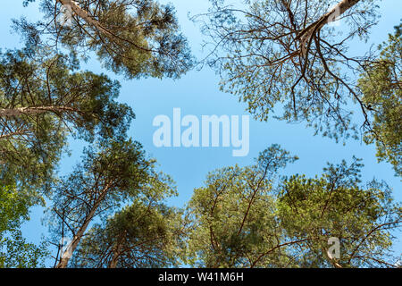 Kronen der hohen Kiefern im Wald vor blauem Himmel im sonnigen Tag Stockfoto