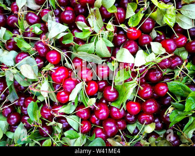 In der Nähe von Pile von reifen Kirschen mit Stengel und Blätter. Große Sammlung von frischen roten Kirschen. Reifen Kirschen Hintergrund Stockfoto