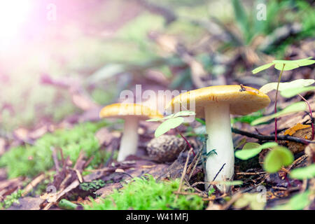 Täubling, allgemein bekannt als der Sickener, Emetic-Täubling oder erbrechender Täubling. Pilz im Wald Stockfoto