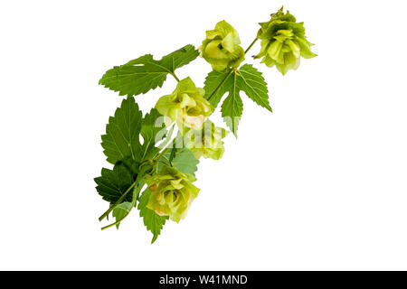 Ein kleiner Zweig von Hopfen Nahaufnahme auf weißem Hintergrund Stockfoto