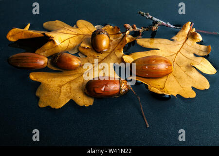 Eicheln mit Eichenlaub liegen im Herbst in einer Pfütze Stockfoto