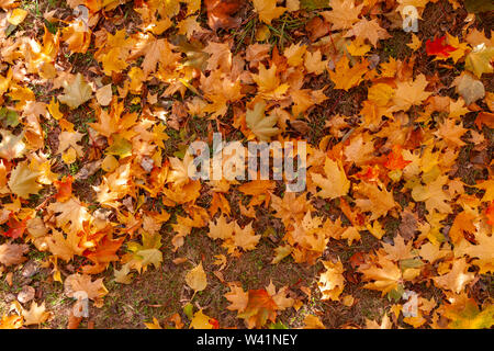 Herbstlaub aus Ahornholz liegt auf dem Boden. Stockfoto
