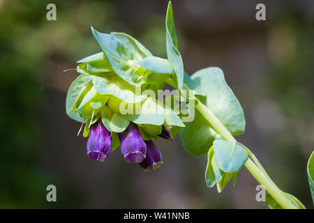 Blumen von Cerinthe major 'Purpurascens' Stockfoto